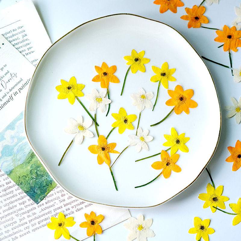 Dried Flower Bookmark - 5-7 ซม./16 ชิ้น, กลีบดอกอะเนโมนแท้ ดอกไม้แห้งธรรมชาติ สำหรับตกแต่งกรอบรูป