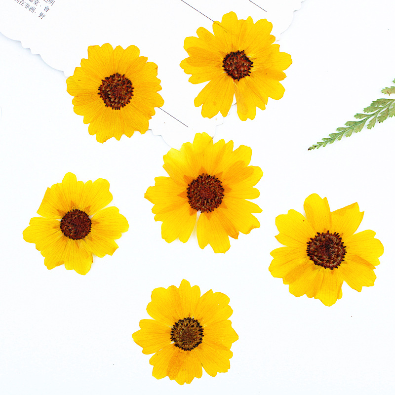 Dried Flower Bookmark - 24 ชิ้น ดอกเบญจมาศธรรมชาติ ดอกไม้จริงที่ผ่านการอัดแห้ง สำหรับงานประดิษฐ์เรซิน กรอบรูป