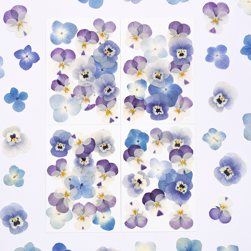 ดอกไวโอล่าคอร์นูต้าแห้ง 12 ชิ้ - Dried Flower Bookmark บทวิจารณ์และราคา