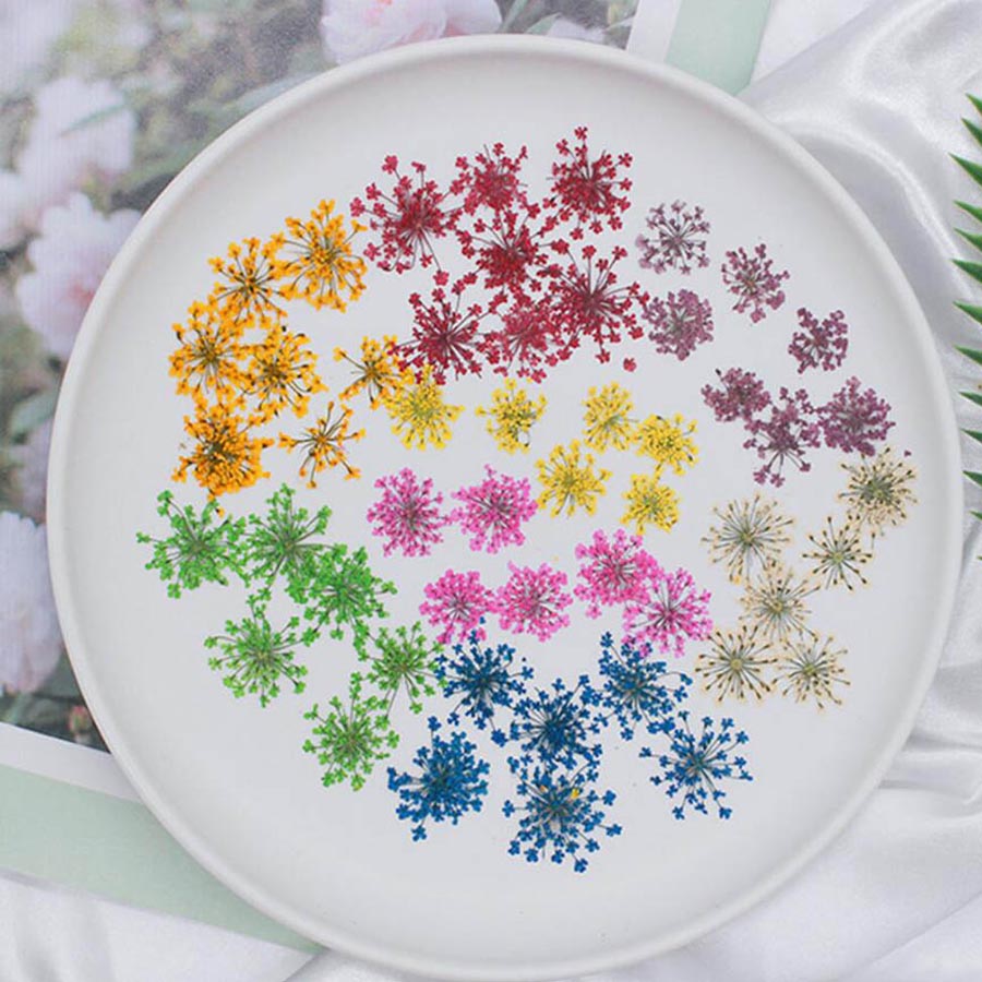 ดอกไม้แห้งอัดเม็ด 15-25 มม. จำ - Dried Flower Bookmark บทวิจารณ์และราคา