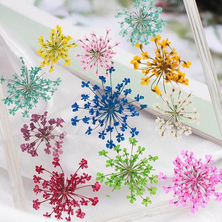 ดอกไม้แห้งอัดเม็ด 15-25 มม. จำ - Dried Flower Bookmark บทวิจารณ์และราคา