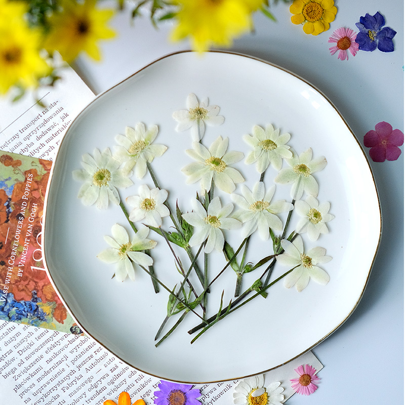 5-7 ซม./16 ชิ้น, กลีบดอกอะเนโม - Dried Flower Bookmark บทวิจารณ์และราคา