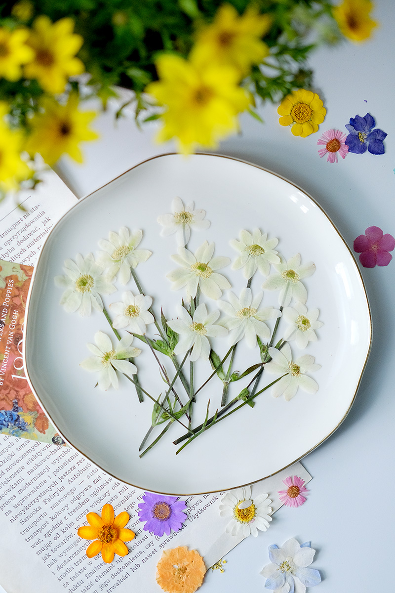 5-7 ซม./16 ชิ้น, กลีบดอกอะเนโม - Dried Flower Bookmark บทวิจารณ์และราคา