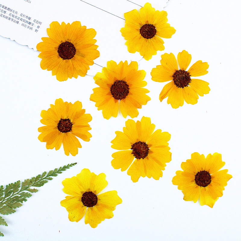 24 ชิ้น ดอกเบญจมาศธรรมชาติ ดอก - Dried Flower Bookmark บทวิจารณ์และราคา