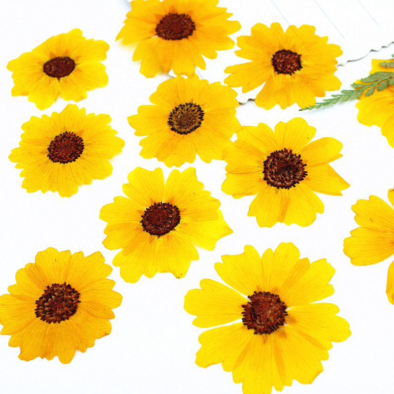 24 ชิ้น ดอกเบญจมาศธรรมชาติ ดอก - Dried Flower Bookmark บทวิจารณ์และราคา