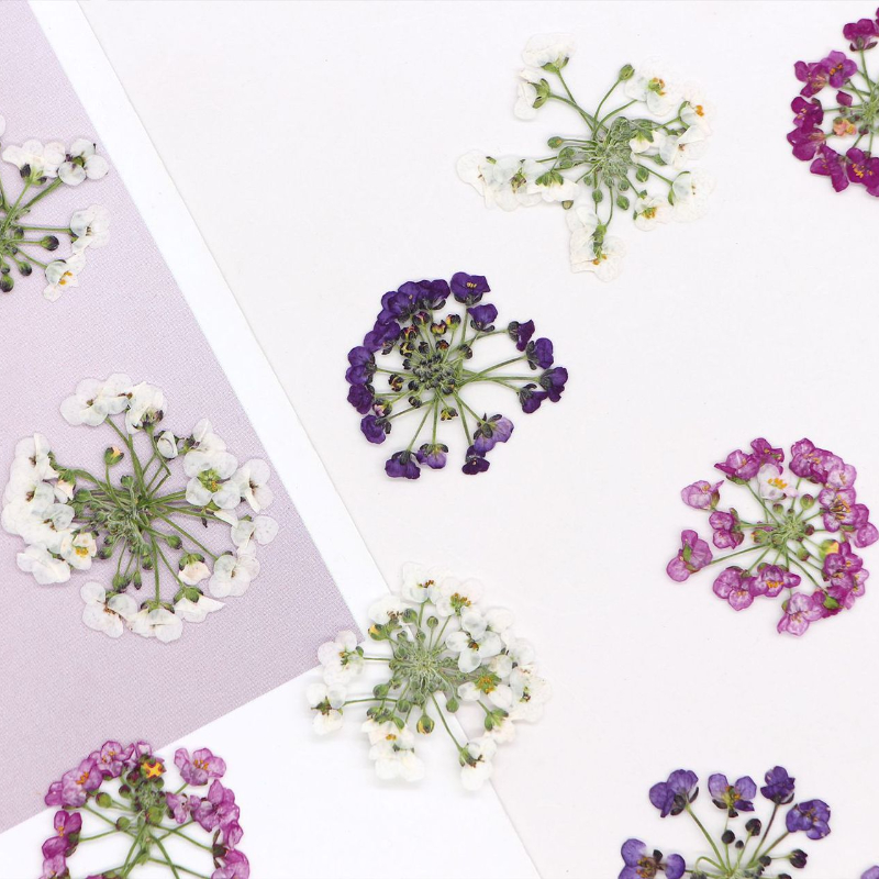 1.5-2.5 ซม./12 ชิ้น, ดอกไม้หิม - Dried Flower Bookmark บทวิจารณ์และราคา