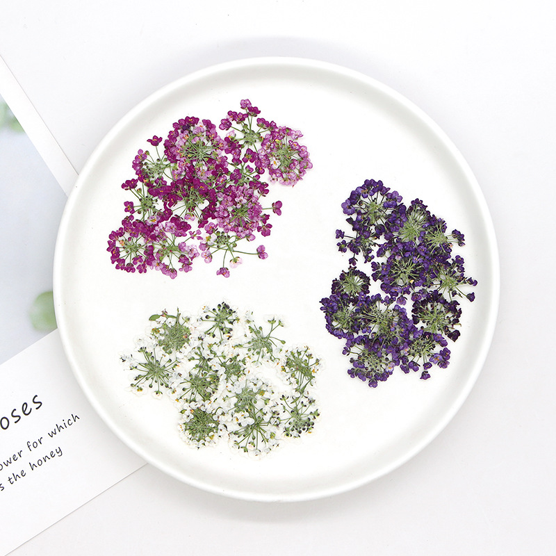 1.5-2.5 ซม./12 ชิ้น, ดอกไม้หิม - Dried Flower Bookmark บทวิจารณ์และราคา