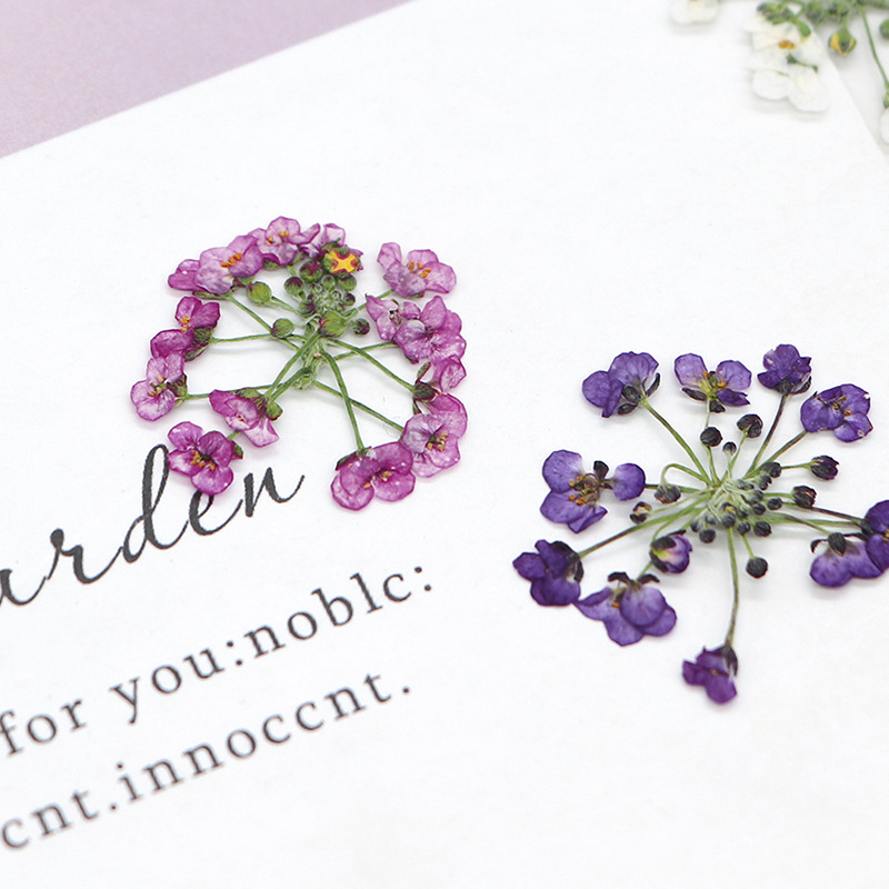 1.5-2.5 ซม./12 ชิ้น, ดอกไม้หิม - Dried Flower Bookmark บทวิจารณ์และราคา
